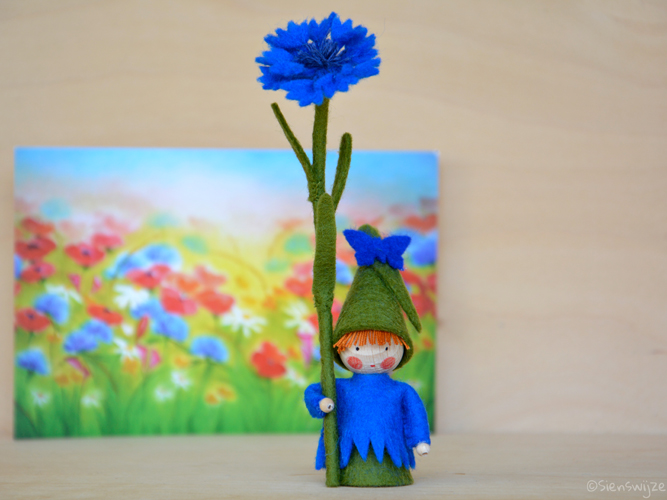 korenbloem 0